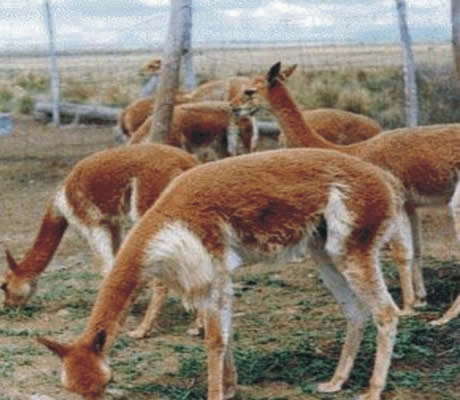 ovinos en junin como llamas vicunas